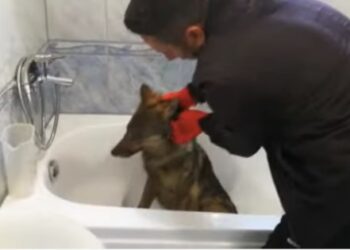 Ujku i futet kosovarit brenda në banjo, shikoni momentin kur nxirret jashtë