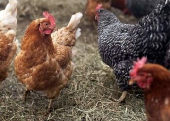 Gripi i shpendëve po përhapet me shpejtësi në Evropë