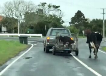 Kjo është lopa e parë në botë që do t’iu bëjë të qani me lot