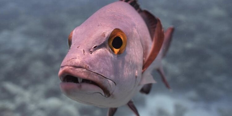 Shkencëtarët zbulojnë peshkun 81 vjeçar: Ka lindur gjatë Luftës së II Botërore