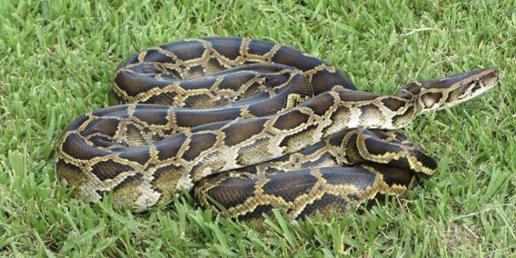 Nëse miratohet nga shkencëtarët, pitonët do të jenë pjesë e menusë së restoranteve