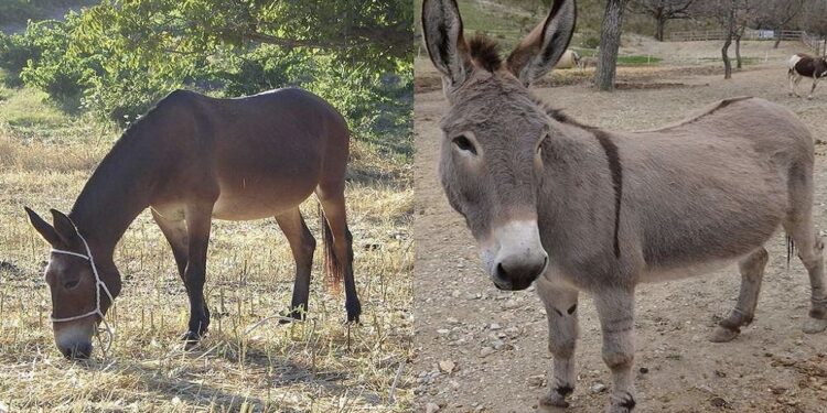 A e dini pse mushka nuk lind të vegjël, ja përgjigja që se dinte askush