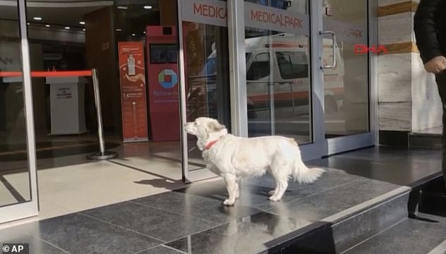 Qeni ndjek ambulancën që merr pronarin e tij, dhe pret gjashtë ditë jashtë spitalit