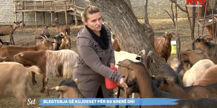 Fermerja shqiptare nga Kosova që kujdeset për 80 dhi, tregon se si ia del e vetme