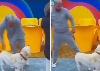 “Vëllai i Madh” fut brenda shtëpisë qenin e Oltës, i turret direkt Luizit