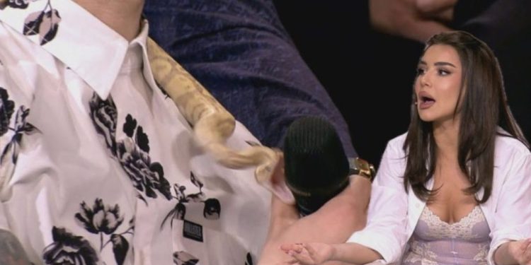 E frikshme/ Gjarpri sulmon konkurrentin e ‘Përputhen’ në mes të emisionit