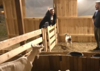 Në “Ferma Vip” fermerët ruajnë dhinë të lindë: I doli këmba..