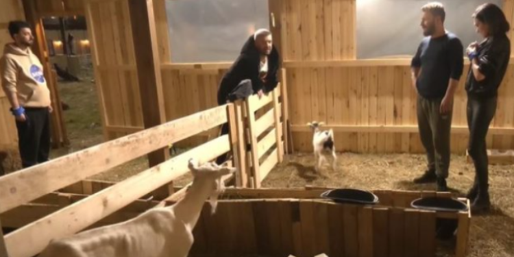 Në “Ferma Vip” fermerët ruajnë dhinë të lindë: I doli këmba..