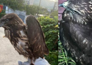 Vihet nën hetim ish-banori i ‘BBV’, mbante një shpend në kushte të papërshtatshme