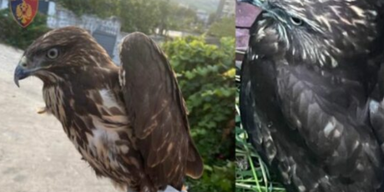 Vihet nën hetim ish-banori i ‘BBV’, mbante një shpend në kushte të papërshtatshme