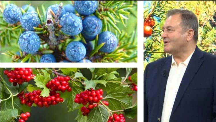 Njihuni me bimën ‘magjike’ që kuron çdo paralizë. Ylli Merja: Kujdes! Nuk mund të përdoret më shumë se një muaj, ja arsyeja