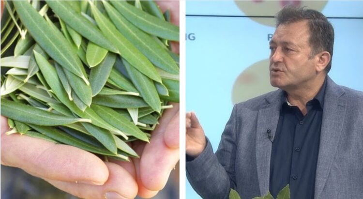 Gjethet e ullirit, vlera të jashtëzakonshme për shëndetin. Ylli Merja tregon se per cfare semundjesh sherbejne…