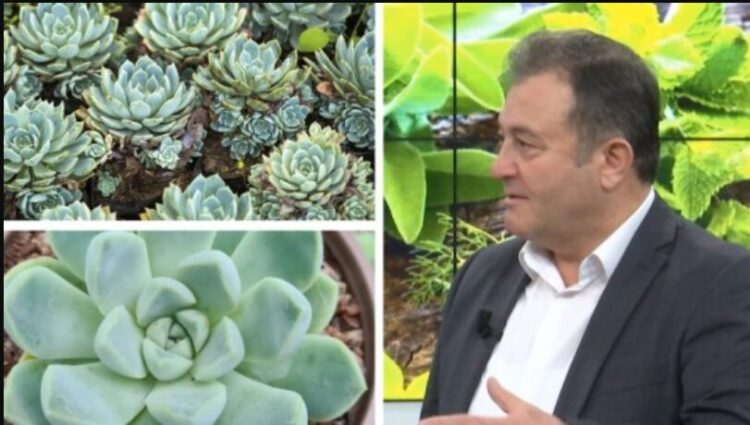 Këtë lule e hasim kudo dhe nuk ia paskemi ditur vlerat! Ja si të shfrytëzoni vetitë kurative nga diabeti tek mëlçia, dhimbja e kokës, pastrimi i parazitëve…