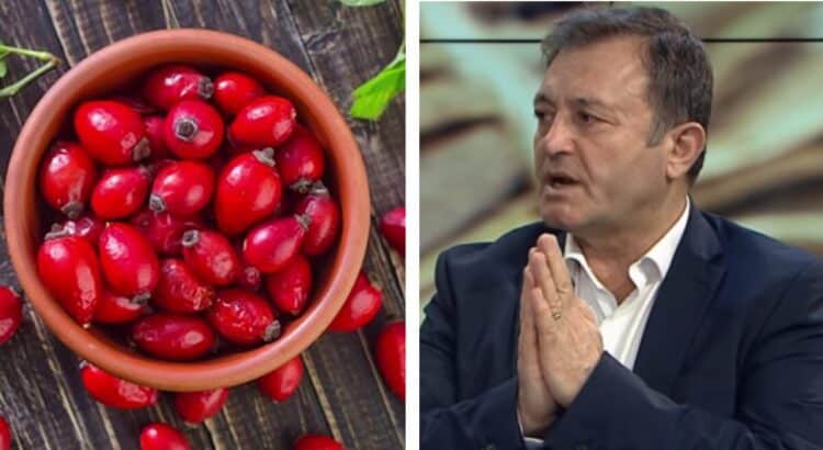 Trëndafili i egër ‘thesar’ i natyrës që kuron shumë sëmundje, ‘bombë me vitaminë C’ / Ylli Merja tregon si te perdoret per…