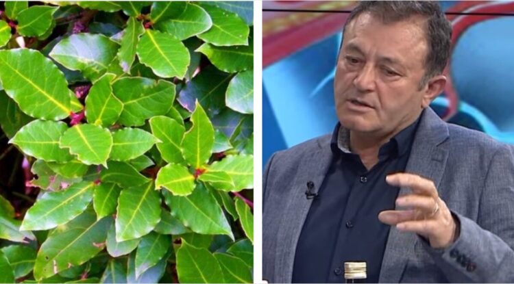 Po ta dinit se çfarë i bën dafina organizmit nuk do i ndaheshit/ Nuk do ta besoni se cilat semundje kuron dhe si ta perdorni ate…