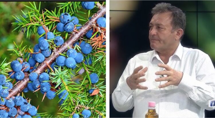 Dëllinja ‘ilaç’ për shpirtin dhe shëndetin / Ylli Merja: Ja si ta përdorni mrekullinë kurative të natyrës per…