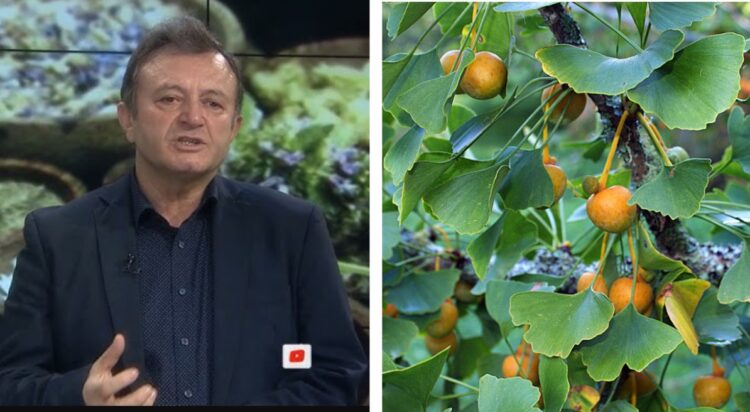 Ylli Merja: Efektet kurative të ‘bimës së trurit’: Mund të përdoret nga personat me depresion apo ankth, por jo në…
