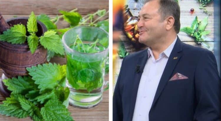 Ylli Merja: Hithra, mbretëresha e bimëve mjekësore në Shqipëri: Kjo bimë ka efekte çudibërëse ne…