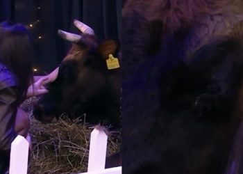 Banorët bëjnë lopën për të qarë, kërkon largimin nga “Big Brother VIP”