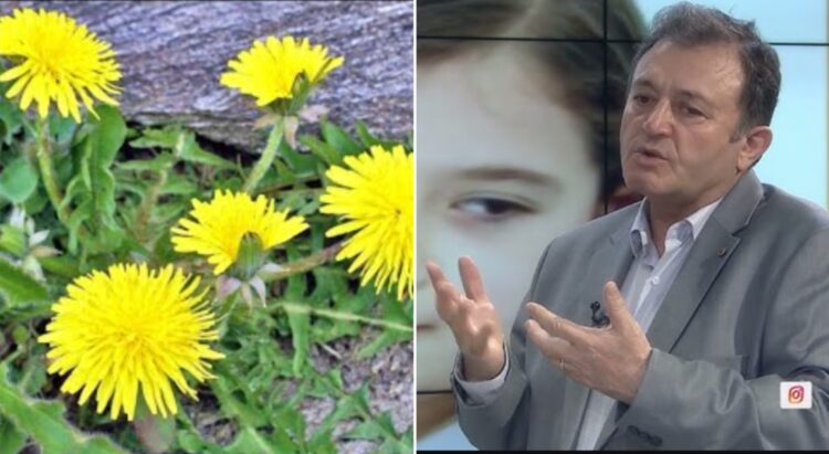 Rradhiqja, super e lirë ‘bombë’ shëndeti / Ylli Merja tregon sëmundjet që kuron: Falë përbërësve të shumtë kimik bima e…