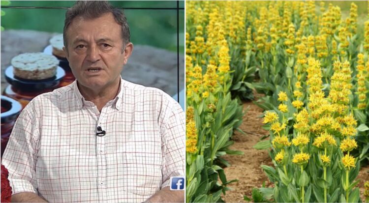 “Sanza” ose e njohur si “Gentiana”, bima mrekullibërëse e veriut të Shqipërisë: Ylli Merja tregon vetite e ksaj bime…