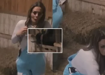Incident në “Ferma VIP”, lopa shqyen derën — rrezikohen fermerët (Video)