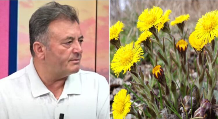 Thundërmushka, magjia e shërimit / Ja si ta përdorni për këto sëmundje, Ylli Merja: Ilaç natyral për…