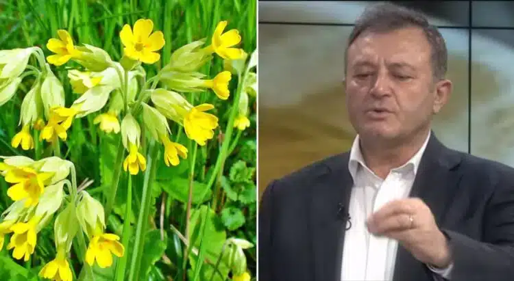 Aguliçja, lulja që SHËRON pa ilaçe! Ja si ta përdorësh / Ylli Merja tregon se eshte Ideale në luftimin e…