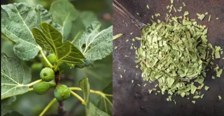 Fuqia e gjetheve të fikut: Një perlë e fshehur për shëndetin tuaj